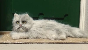 DOLLS HOUSE CAT OOAK HANDMADE 1:12th SCALE FUR LONG HAIRED CAT LYING DOWN - Picture 1 of 11