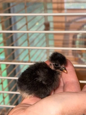 CHAMPION 12 Kikiriki Chicken Fertile Hatching Eggs, Bolo, Topy, Bone Head, Bearded