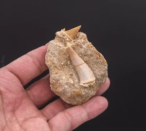 Unusual Enchodus and Serratolamna Tooth in Matrix - Picture 1 of 3