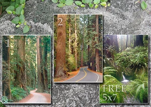 California secuoyas árboles bosques carreteras fotos CA, 3 5x7s o solicitud digital en CD - Imagen 1 de 1