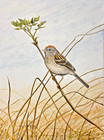 Orig. Bird Art Painting - Field Sparrow by Barry Kent MacKay, Signed, Watercolor