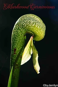 COBRA LILY Darlingtonia californica Temperate Carnivorous Pitcher Plant 50 SEEDS - Picture 1 of 3