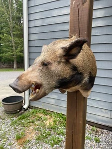 AWESOME Wild Boar Shoulder Mount/ Pig / Hog/Taxidermy/Hunting Lodge Decor - Picture 1 of 9