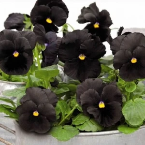 Pansy Seeds Atlas Black 25 Seeds Early Blooming - Picture 1 of 1