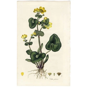 ESCASO 1777 CURTIS FLORA LONDINENSIS Color a Mano Folio Grabado, CALTHA PLUSTRIS - Imagen 1 de 7