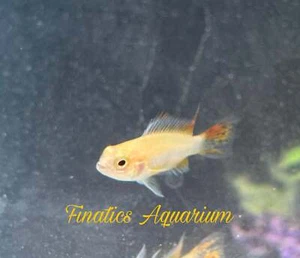 One Dwarf Cockatoo Lemon Cichlid Approx 1” T197 - Picture 1 of 4