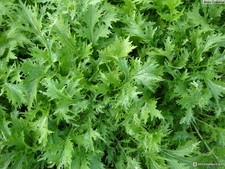 Mizuna Japanese salad mix seeds