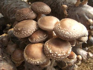 Seeds Mushroom Shiitake Imperial Mycelium Spawn Spores Organic Ukraine - Picture 1 of 12