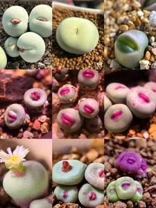 SEEDS-conophytum pageae & alculus MIX 10 Seeds - Bild 1 von 1