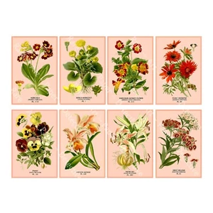 Adesivi illustrazione botanica, decorazione giardino antico, foglio adesivo taglio e peeling - Foto 1 di 1