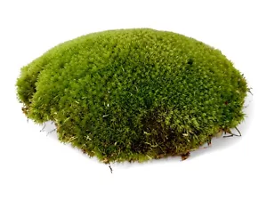 More details for live cushion moss for terrariums bun moss paladariums mossariums vivariums