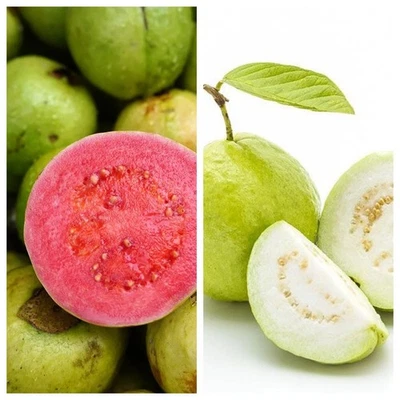 Pink & White Guava Seeds | Psidium Guajava | Organic Non-GMO | Sweet Delicious - Image 1 of 4