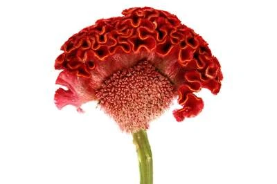 SEEDVILLE USA 100 CORAL GARDENS Mix CELOSIA Cockscomb Celosia Argentea Cristata Flower Seeds