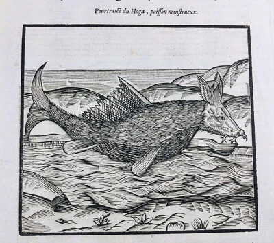 Mexico Fish Mexico Hoga 1614 Snail Conchology Malacology Paratéthys - Image 1 of 4