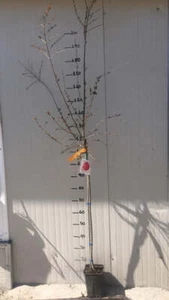 Punica granatum 'Rosso' - Granatapfelbaum - Pflanze 150-200cm Winterhart - Bild 1 von 1