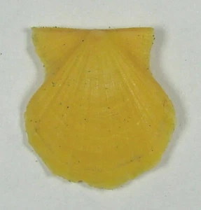 PECTEN GLABER 19.40mm SUPER CHOICE YELLOW SPECIMEN Aegean Sea, Greece - Picture 1 of 2
