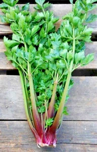 RARE✿ Heirloom Pink Plume Celery 50+ Seeds ●Strong Aroma - Picture 1 of 6