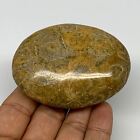 129.4g,2.9"x2.1"x 1", Coral Fossils Palm-Stone Polished from Morocco, B20349