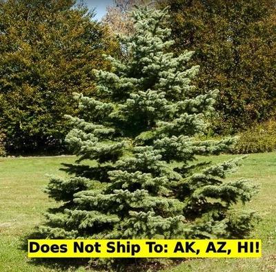 White Spruce Tree in 1 Gal Pot Outdoor Evergreen Starter Tree Cold Hardy Plant - Image 1 of 4