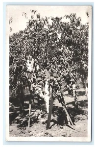 Upstate NY Pfirsichbaum RPPC Echt Foto Postkarte AZO C7 - Bild 1 von 2