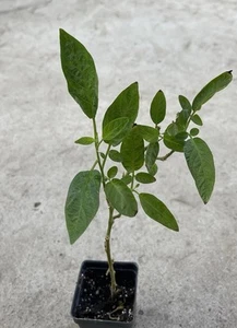 1 Pepino Melon Plant With Pot 10” Golden Sweet Ginseng Fruit Plant - Picture 1 of 5
