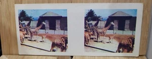 True To Life Stereo Weet Bix 🏆1964 #7 GIRAFFE  Picture Card🏆 - Picture 1 of 2