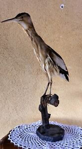 Trofeo di caccia Tarabusino tassidermia taxidermy birds bird uccello imbalsamato