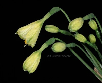 Stenomesson pearcei reticulated pendent green-yellow bells amaryllis bulb rare - Image 1 of 4