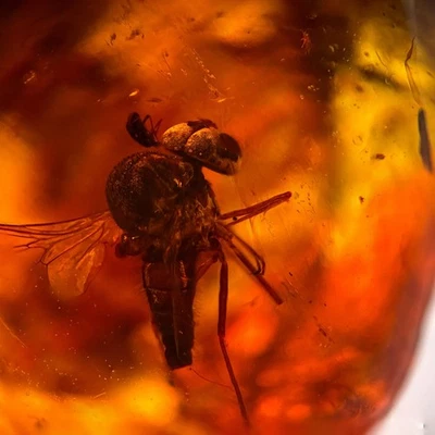 Unknown Fly in Burmese / Burmite amber fossil / 100% genuine amber  - Image 1 of 4