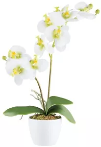 Phalaenopsis 9 fiori 57 cm, bianco verde realtouch in vaso di ceramica 11 cm bianco arte p - Foto 1 di 1