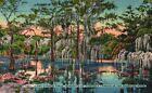 Postcard FL Giant Cypress Trees Spanish Moss Posted 1954 Linen Vintage PC H8289