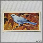Brooke Bond Tropical Birds #25 Blue-Grey Tanager Tea Card (CC131)