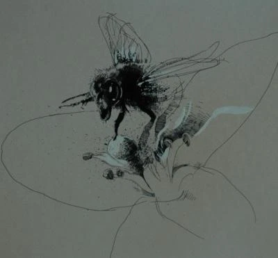 Ilustración detallada a pluma y tinta arte de una abeja - mate, enmarcado y debajo de vidrio Foto 1 de 4