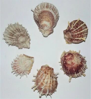 ONE (1) LARGE PURPLE & WHITE SPONDYLUS DUCALIS SPINY OYSTER PAIR, CRAFT DECOR - Image 1 of 4