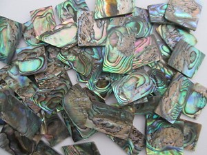 1oz DEFECT Green Paua Abalone Shell Blanks,.060". Inlay Material. 17-20 Pieces