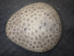 Polished Petoskey Stone 3+ Pounds - Picture 1 of 12