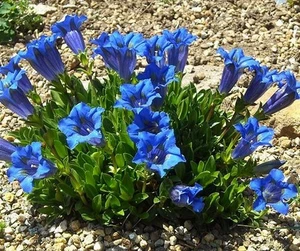 GENTIANA ACAULIS, TROMPETA GENCIANA - Imagen 1 de 4