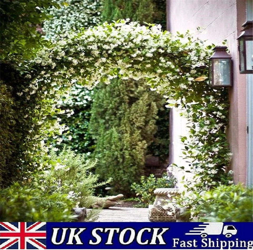 Jasmine Flower Seeds, Climbing Garden Fragrant Plant - Uk - Image 1 of 2
