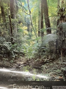 Department Of Forestry Queensland Forest Type Series #3 Laminated Poster Vntg - Bild 1 von 5