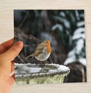 Robin Christmas Card & Packs Bird Nature wildlife Xmas Cards - Freepost - Picture 1 of 13