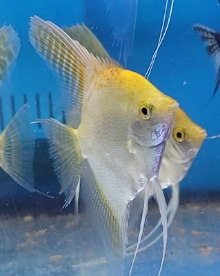  3"plus Yellow Head platinum Angel Pure  Top Beed  Imported Thailand. - Image 1 of 4