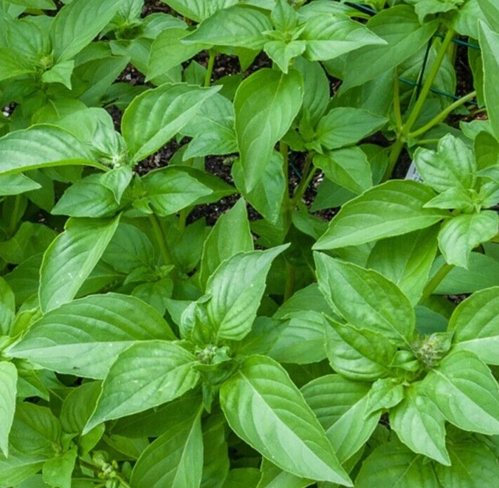 LEMON BASIL SEEDS 600+ ANNUAL herb GARDEN culinary SPICES  non-gmo FREE SHIPPING - Image 1 of 1