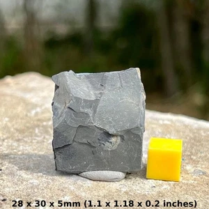 Rare Carpoid Fossil (Ctenocystis sp) – Wheeler Shale, Cretaceous, Utah USA – - Picture 1 of 1