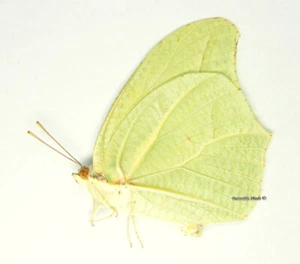 Mariposa/Pieridae sin montar - Anteos clorinde, macho, México - Imagen 1 de 1
