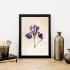 Beautiful Vintage Style Purple Iris Print - Unframed - Floral Print - Botanical