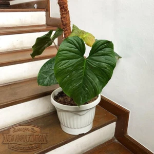 Philodendron Majestic Free Syngonium Pink Splash - Picture 1 of 3