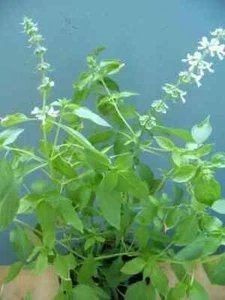 175+ LEMON BASIL SEEDS/*Free Combined Shipping![19] - Picture 1 of 1