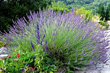 50 Graines de Lavande Méthode BIO seeds fleurs vivace a semer officinale jardin