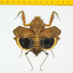 DEAD LEAF MANTIS - Deroplatys desiccata (Female) - Tapah Hills - MALAYSIA - 9752 - Bild 1 von 1