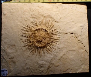 Replikat Solnhofen Plattenkalk weißer Jura Seeigel - Bild 1 von 4